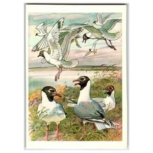 Vintage Russian Postcard Black-Headed Gulls Birds Nature Art Print 1979